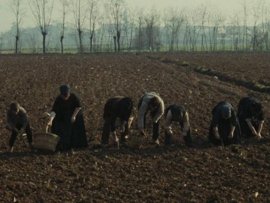 L'albero degli zoccoli