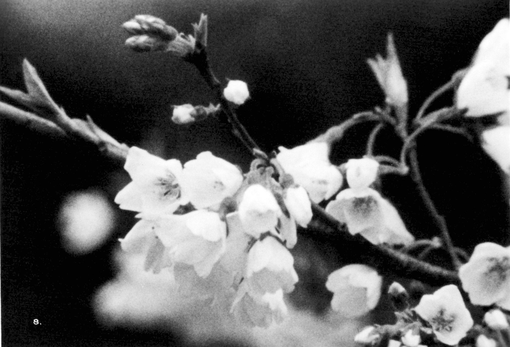 El cerezo de flores grises