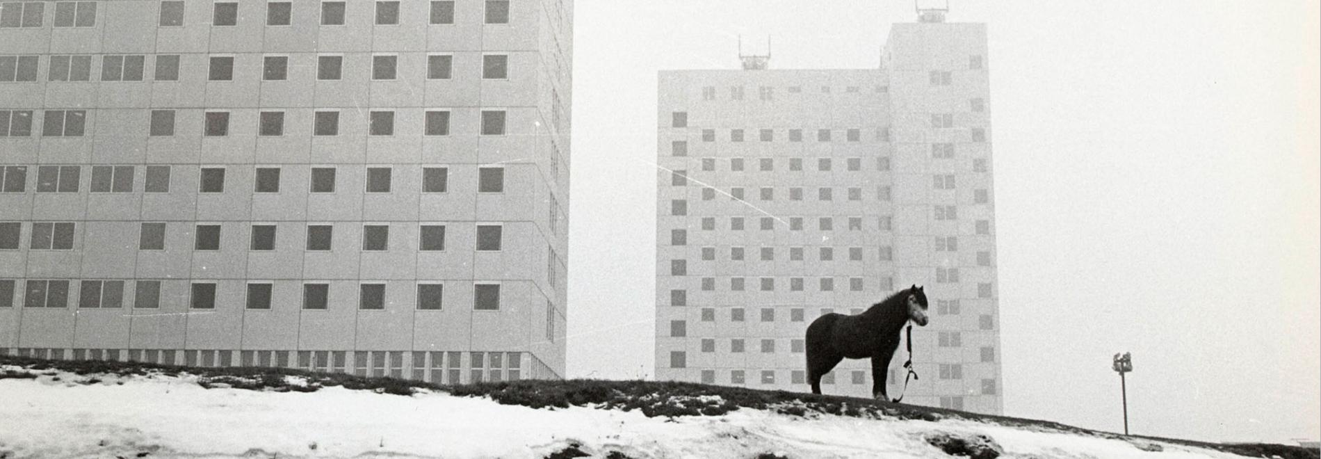 De Meester en de Reus L'amo i el gegant
