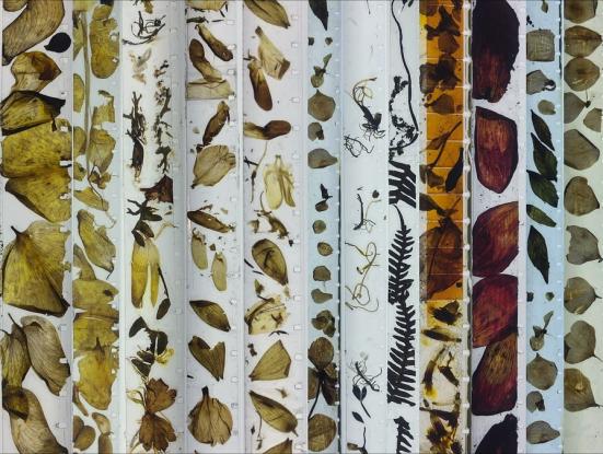 Interval 1: Cinebotànica